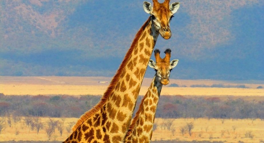 Zuid Afrika safari Kruger giraffe